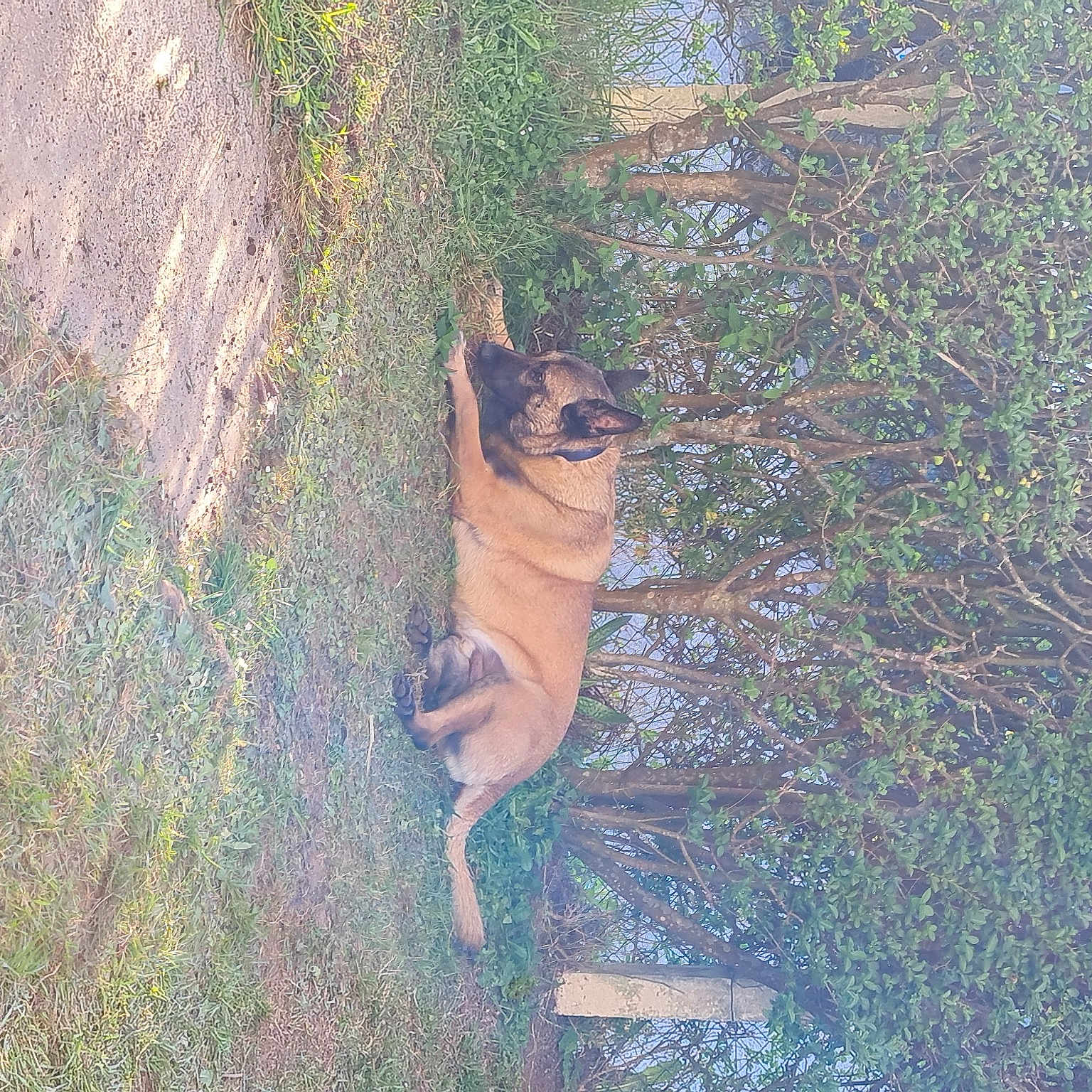 Pango