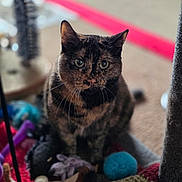 Snickers joined the competition — help win amazing prizes! animal, blanket, carpet, cat, closeup, colorful, cozy, cute, domestic, eyes, feline, fur, indoor, pet, playful, sitting, soft_focus, tortoiseshell, toy, whiskers
