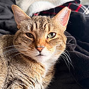 Ern is registered to the contest to win money with this photo: animal, blanket, cat, close_up, cozy, cute, domestic, ears, eyes, feline, fur, indoor, mammal, pet, portrait, relaxed, resting, soft, tabby, whiskers