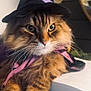 Merlin joined the competition — help win amazing prizes! cat, tabby, fluffy, wizard_hat, costume, purple_cape, book, table, indoor, pet, animal, feline, whiskers, cute, closeup, portrait, fur, eyes, relaxed, decor