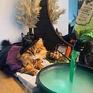 Merlin is registered to the contest to win money with this photo: cat, costume, witch_hat, cauldron, green_liquid, book, table, mirror, dried_plants, indoor, orange_cat, fur, decor, potion, steam, magic, spooky, halloween, relaxing, orange_fur
