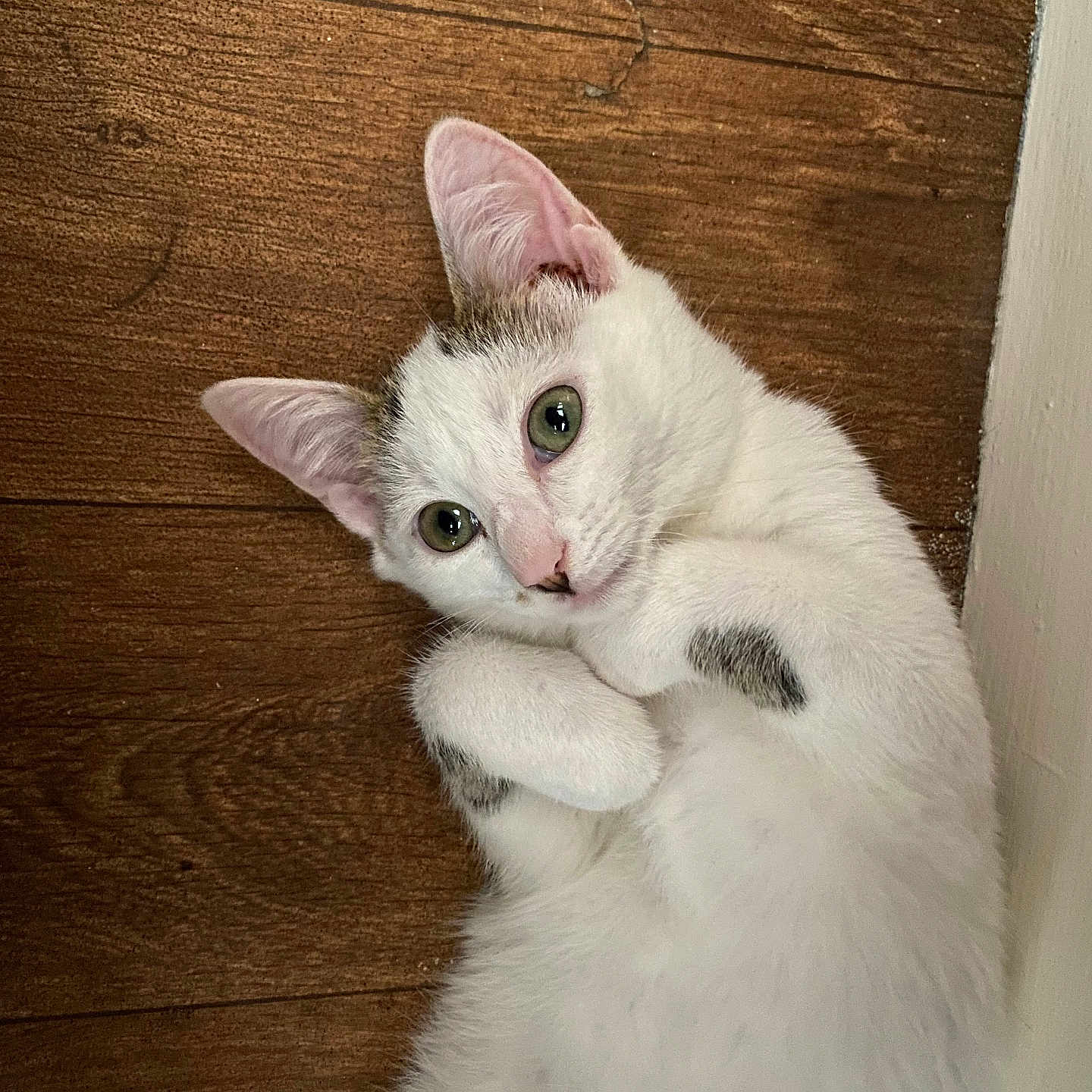Cookie a rejoint le concours — aidez-le/la à gagner de superbes lots ! cat, white_cat, green_eyes, curled_paws, wooden_floor, flooring, indoor, pet, cute, feline, resting, lying_down, animal, domestic_animal, close_up, ears, fur, whiskers, playful, corner