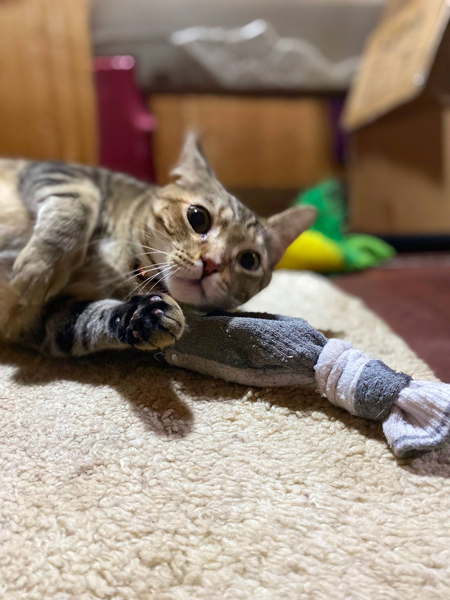 Rosé joined the competition — help win amazing prizes! carnivore, cat, cat_toy, claw, domestic_short_haired_cat, fawn, felidae, foot, fur, paw, small_to_medium_sized_cats, tail, terrestrial_animal, whiskers, wildlife, wood
