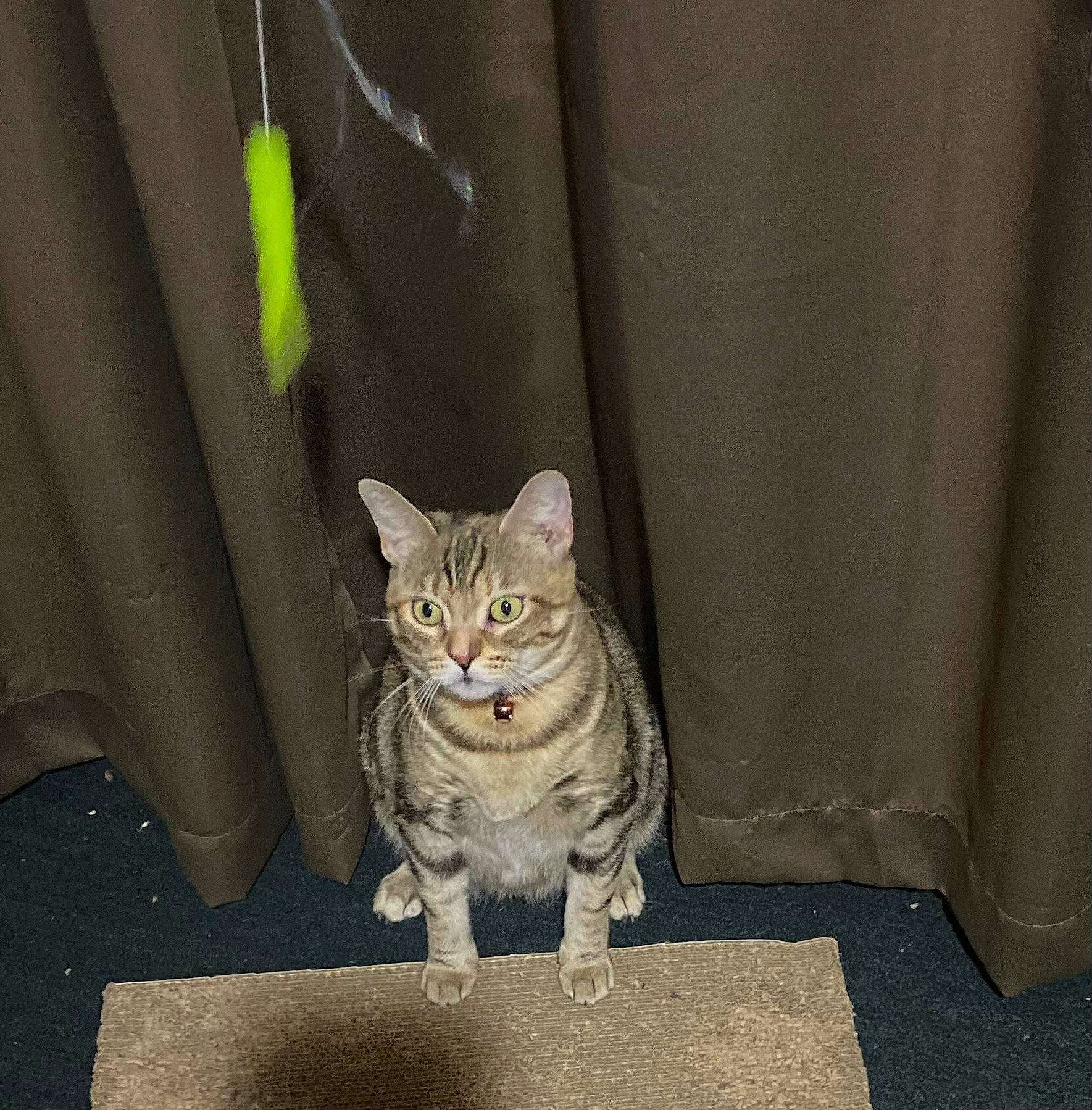 Rosé joined the competition — help win amazing prizes! carnivore, cat, comfort, couch, domestic_short_haired_cat, door, fawn, felidae, fur, grey, linens, paw, road_surface, sitting, sleeve, small_to_medium_sized_cats, snout, tail, whiskers, window