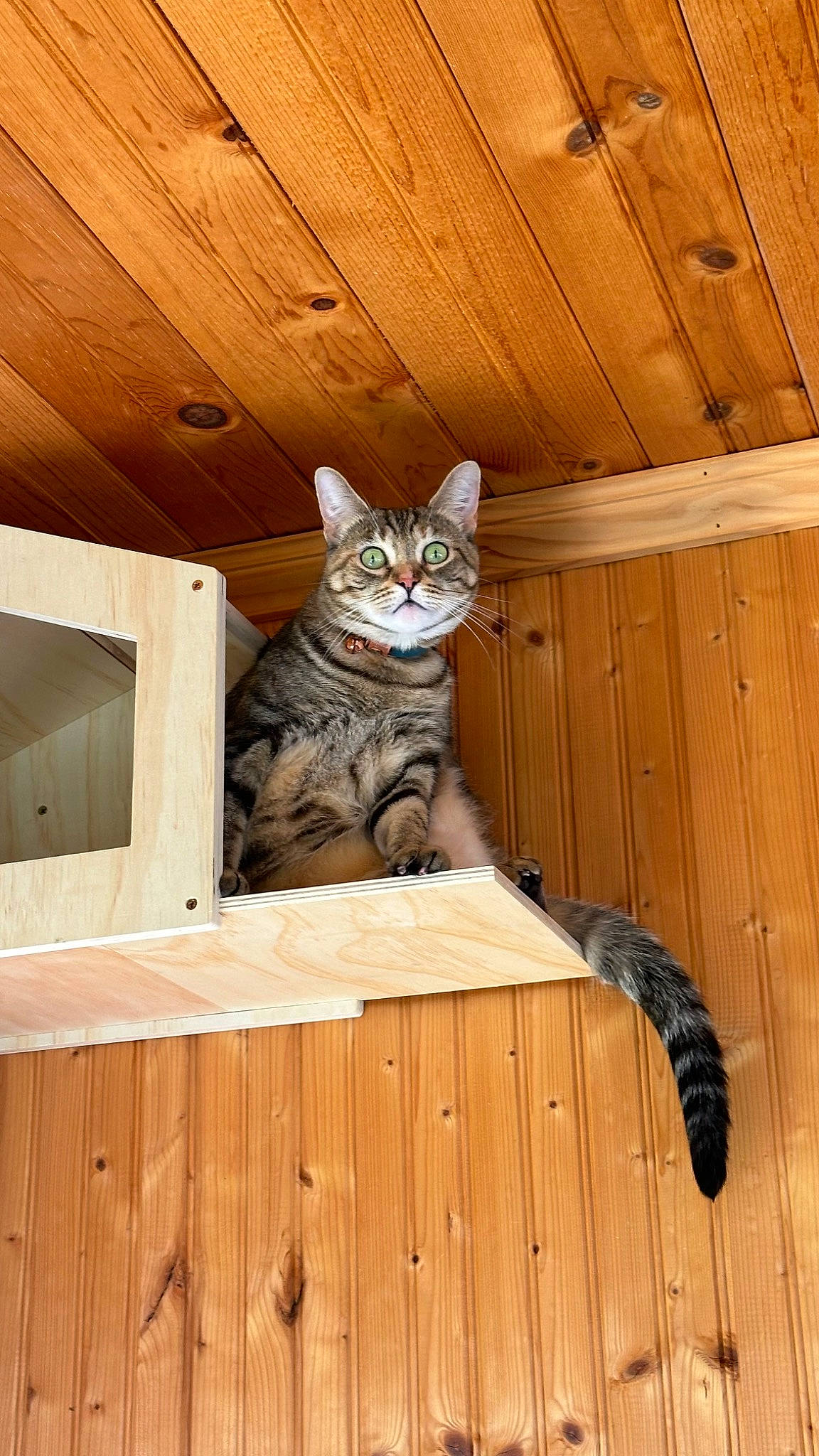 Rosé joined the competition — help win amazing prizes! carnivore, cat, domestic_short_haired_cat, door, fawn, felidae, floor, flooring, hardwood, laminate_flooring, mammal, plywood, small_to_medium_sized_cats, snout, tail, whiskers, window, wood, wood_flooring, wood_stain