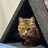 alert, animal, cat, cat_house, closeup, cozy, curious, domestic, ears, face, feline, fur, gray, home, indoor, pet, sitting, tabby_cat, triangular, whiskers