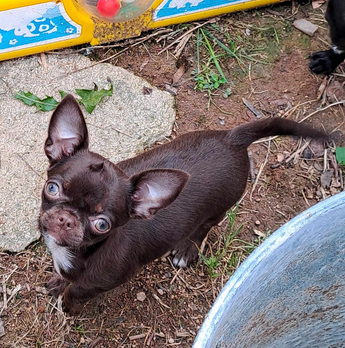 Azzaro participe au concours pour gagner de l'argent avec cette photo : puppy, dog, brown_dog, small_dog, outdoor, grass, dirt, ears, cute, pet, animal, young_dog, looking_up, playful, toy, nature, closeup, canine, ground, curious