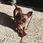 Azzaro a rejoint le concours — aidez-le/la à gagner de superbes lots ! dog, puppy, brown, small_dog, ears, outdoor, sunlight, shadow, pebbled_floor, stretching, pet, animal, cute, curious, closeup, daylight, texture, tail, expression, canine