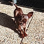 dog, puppy, brown, small_dog, ears, outdoor, sunlight, shadow, pebbled_floor, stretching, pet, animal, cute, curious, closeup, daylight, texture, tail, expression, canine