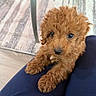Coco joined the competition — help win amazing prizes! puppy, dog, curly_fur, brown_fur, cute, pet, indoor, carpet, chair_leg, paws, looking_up, close_up, animal, companion, adorable, young_dog, curious, domestic, furry, resting