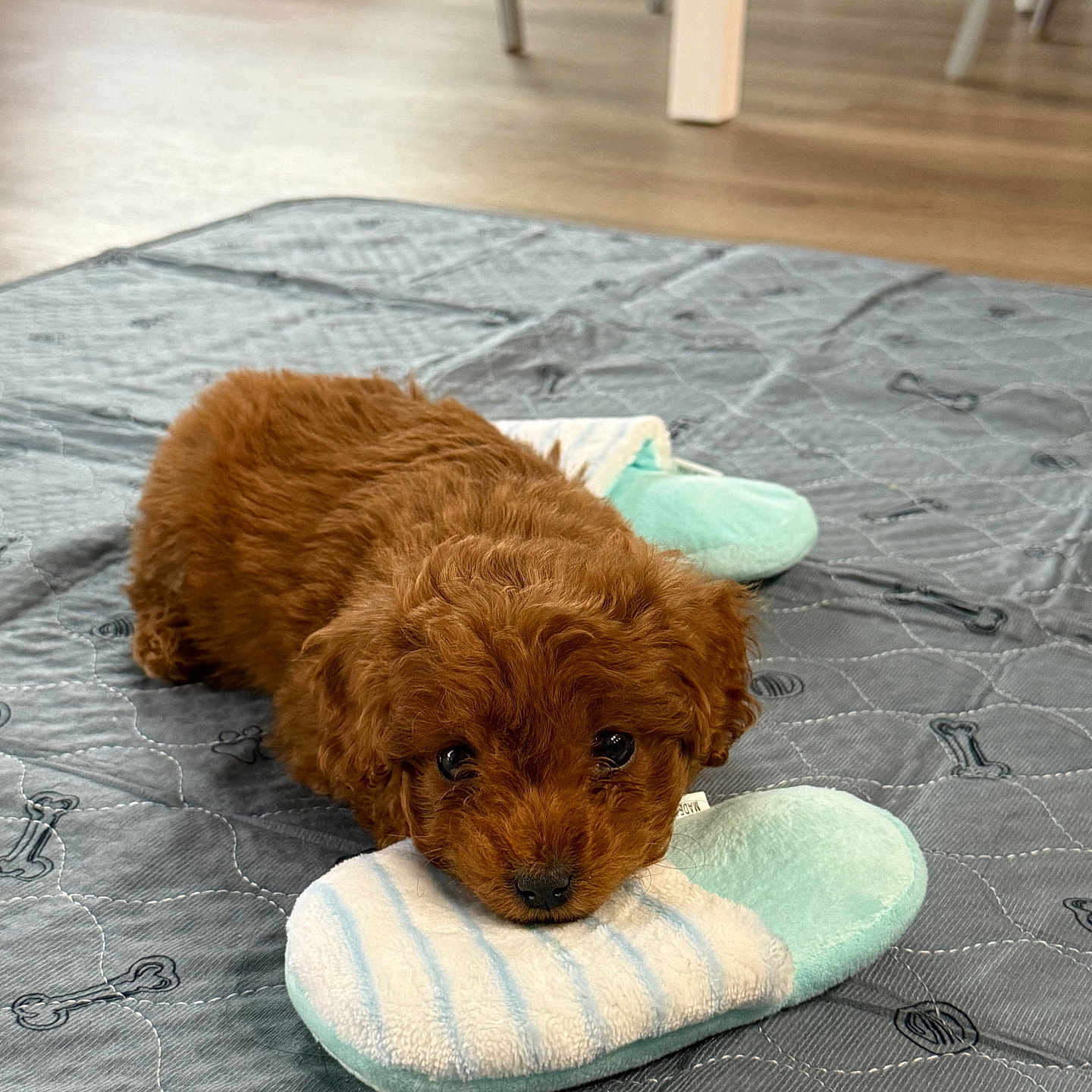 Coco