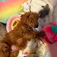 Coco joined the competition — help win amazing prizes! puppy, dog, brown_fur, plush_toy, stuffed_animal, blanket, colorful, soft_texture, cozy, cute, pet, indoor, laying_down, toy, small_dog, fur, animal, comfort, resting, home