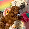 puppy, dog, brown_fur, plush_toy, stuffed_animal, blanket, colorful, soft_texture, cozy, cute, pet, indoor, laying_down, toy, small_dog, fur, animal, comfort, resting, home
