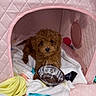 Coco joined the competition — help win amazing prizes! puppy, dog, brown_dog, pet_house, blanket, water_bowl, cute, small_dog, indoor, cozy, quilted, pink, fur, animal, young_dog, resting, looking_at_camera, domestic_animal, soft_texture, companion