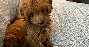 Coco is registered to the contest to win money with this photo: puppy, dog, brown, curly_fur, pet, cute, fluffy, indoor, blanket, cable, soft_texture, small_dog, animal, companion, cozy, looking, sitting, curious, furry, young