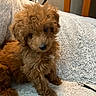 puppy, dog, brown, curly_fur, pet, cute, fluffy, indoor, blanket, cable, soft_texture, small_dog, animal, companion, cozy, looking, sitting, curious, furry, young