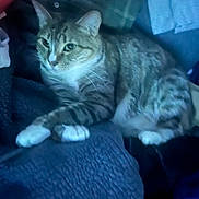 Bibi is registered to the contest to win money with this photo: cat, tabby, pet, animal, fur, whiskers, paws, indoor, blanket, resting, cute, domestic, feline, striped, relaxed, soft_light, cozy, mammal, sleepy, companion