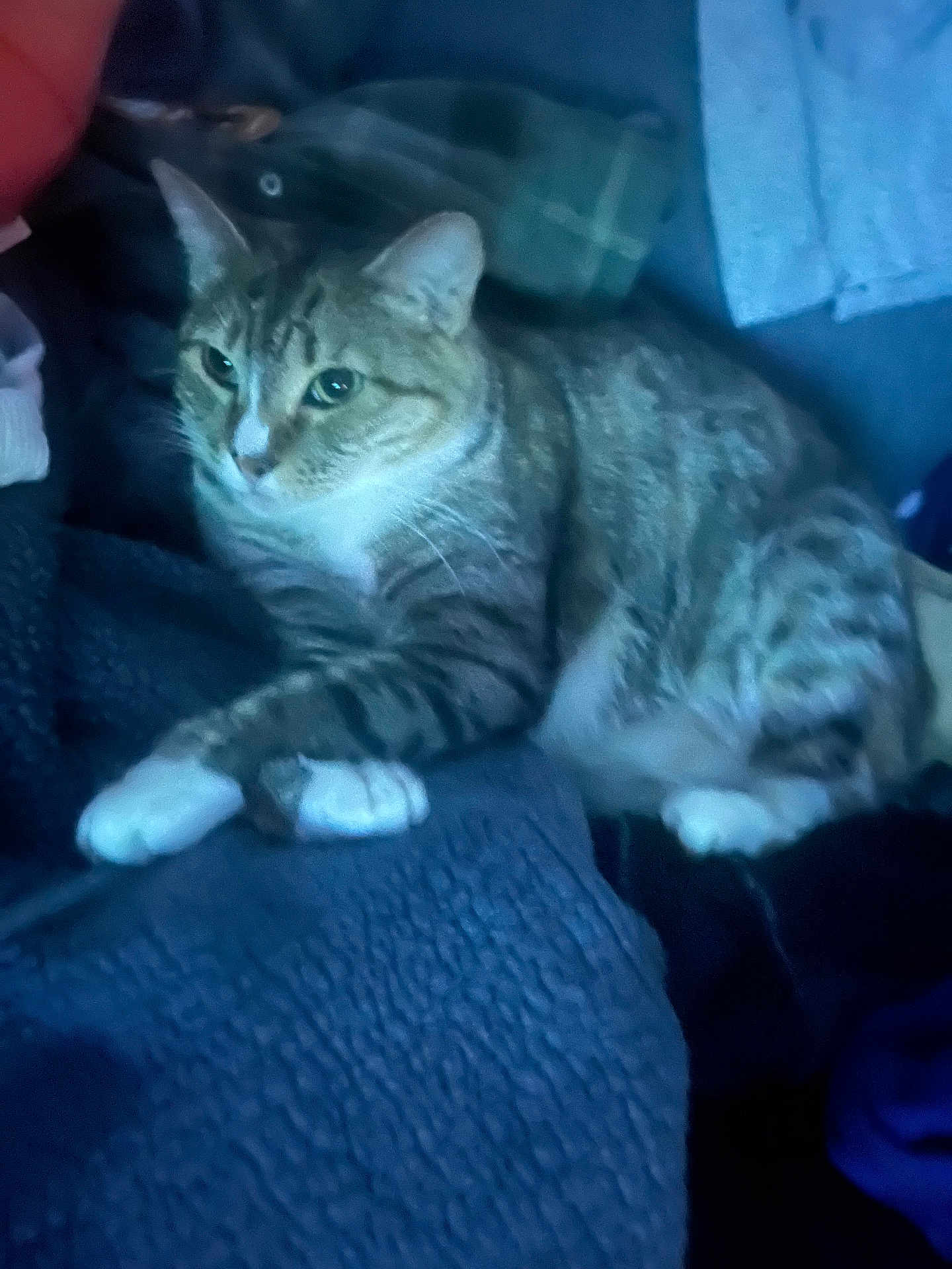 Bibi is registered to the contest to win money with this photo: cat, tabby, pet, animal, fur, whiskers, paws, indoor, blanket, resting, cute, domestic, feline, striped, relaxed, soft_light, cozy, mammal, sleepy, companion