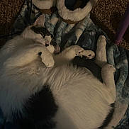 Shadow is registered to the contest to win money with this photo: cat, black_and_white, feline, pet, animal, blanket, slippers, fur, indoor, cozy, resting, curious, paw, carpet, soft, sleepy, cute, domestic, relaxed, fur_pattern