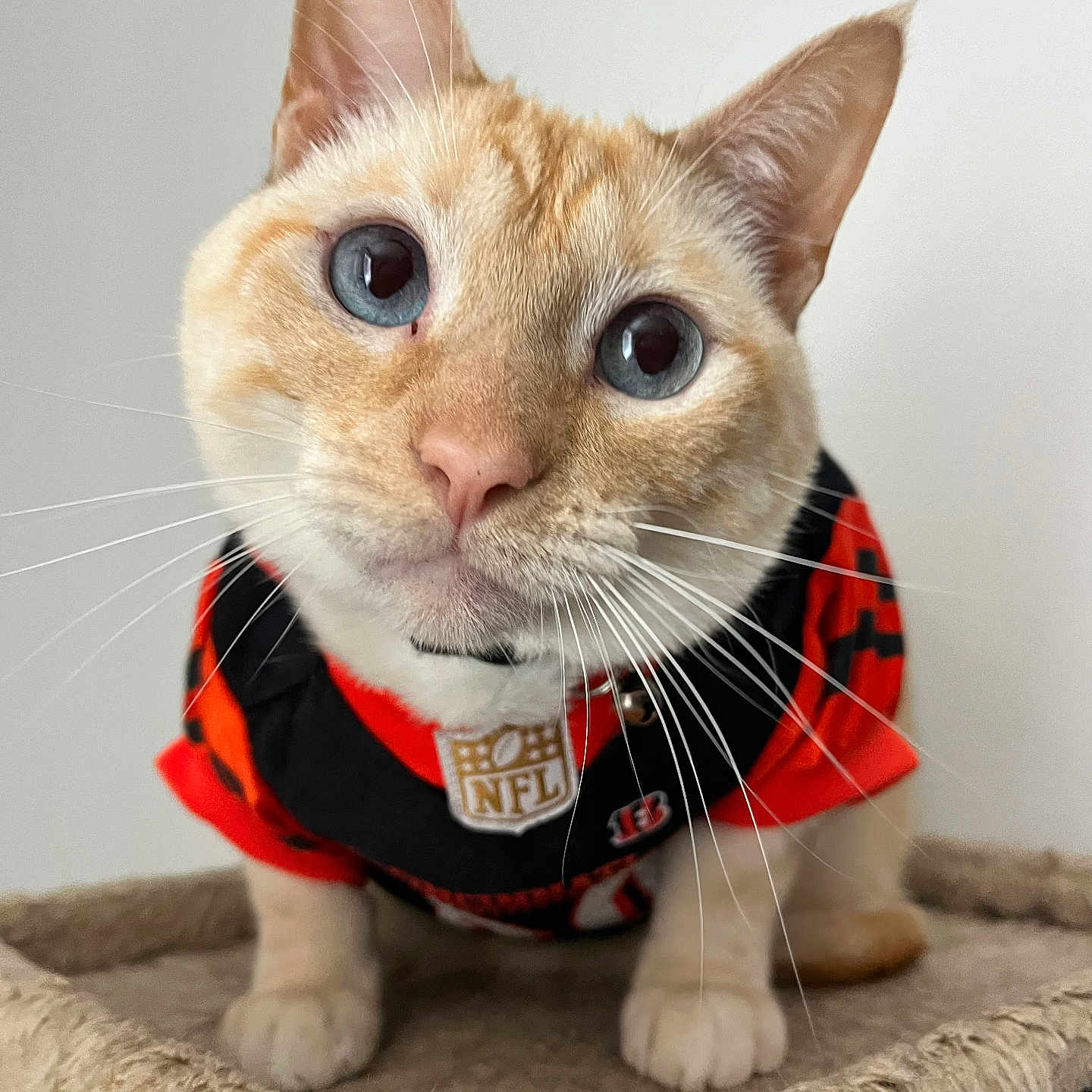 Jack joined the competition — help win amazing prizes! abyssinian, accessories, animal, canine, cat, clothing, dog, formalwear, harness, hoodie, kitten, knitwear, lifejacket, manx, pet, siamese, snout, strap, tie, vest