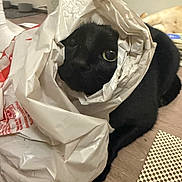 Daisy joined the competition — help win amazing prizes! cat, black_cat, plastic_bag, curious, indoor, pet, animal, floor, wooden_floor, crumpled_bag, face, eye, resting, domestic_cat, playful, cute, closeup, fur, whiskers, household