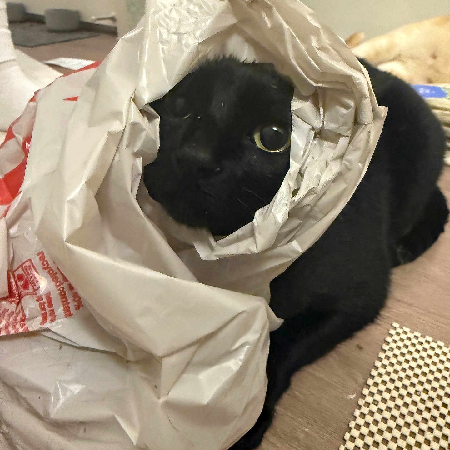 Daisy joined the competition — help win amazing prizes! animal, black_cat, cat, closeup, crumpled_bag, curious, cute, domestic_cat, eye, face, floor, fur, household, indoor, pet, plastic_bag, playful, resting, whiskers, wooden_floor