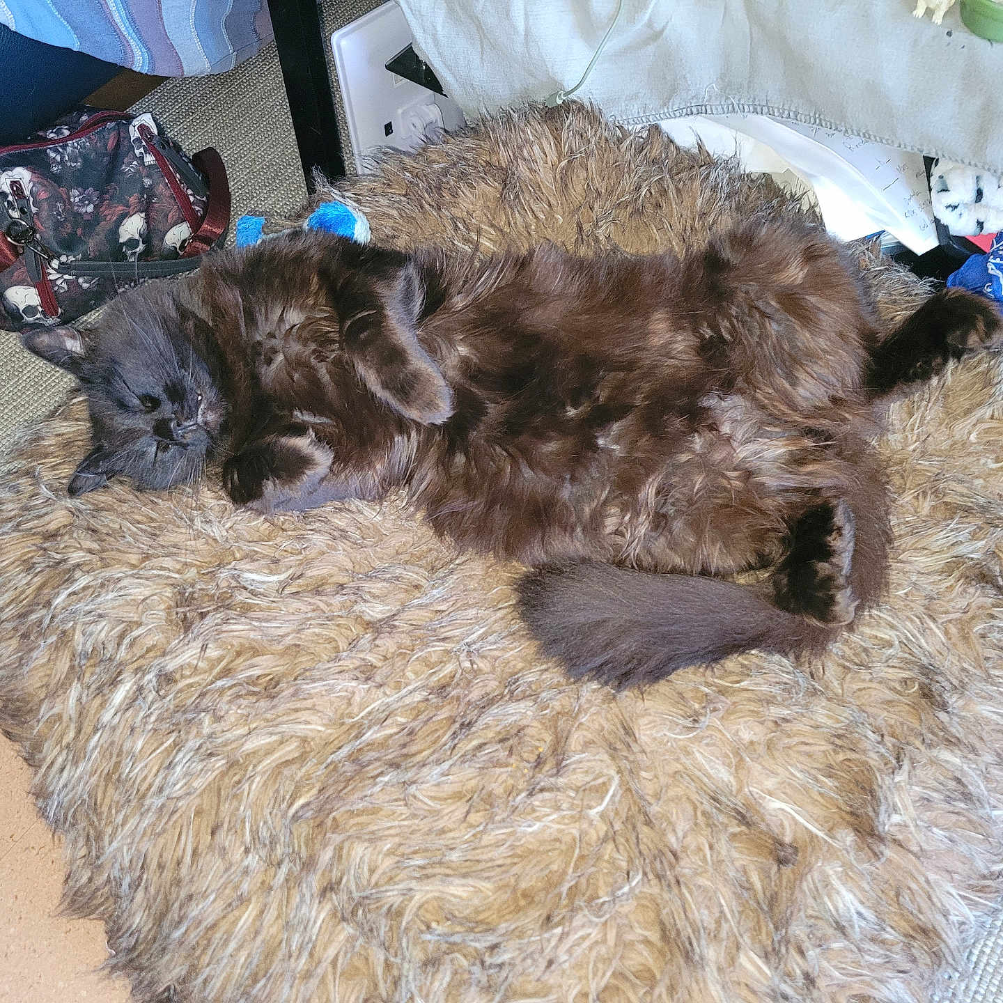 Barracuda participe au concours pour gagner de l'argent avec cette photo : bag, blanket, blue, brown, cat, comfort, cozy, cushion, domestic_animal, floor, fur, furniture, furry, household, indoor, pet, relaxed, resting, sleepy, tail