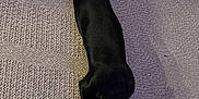 Frank is registered to the contest to win money with this photo: dog, dachshund, pet, animal, lying_down, carpet, indoor, sleeping, resting, black, tan, long_body, cute, cozy, fur, canine, companion, relaxed, home, floor