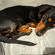 Frank joined the competition — help win amazing prizes! dog, sleeping, black_and_tan, curled_up, pet, canine, resting, indoors, blanket, cozy, fur, paw, tail, relaxation, companion, animal, mammal, cute, domestic, quiet