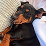 Frank is registered to the contest to win money with this photo: dog, puppy, doberman, black_and_tan, pet, lying_down, couch, pillow, arm, relaxed, indoors, snuggling, close_up, fur, animal, canine, resting, cute, companion, domestic_animal