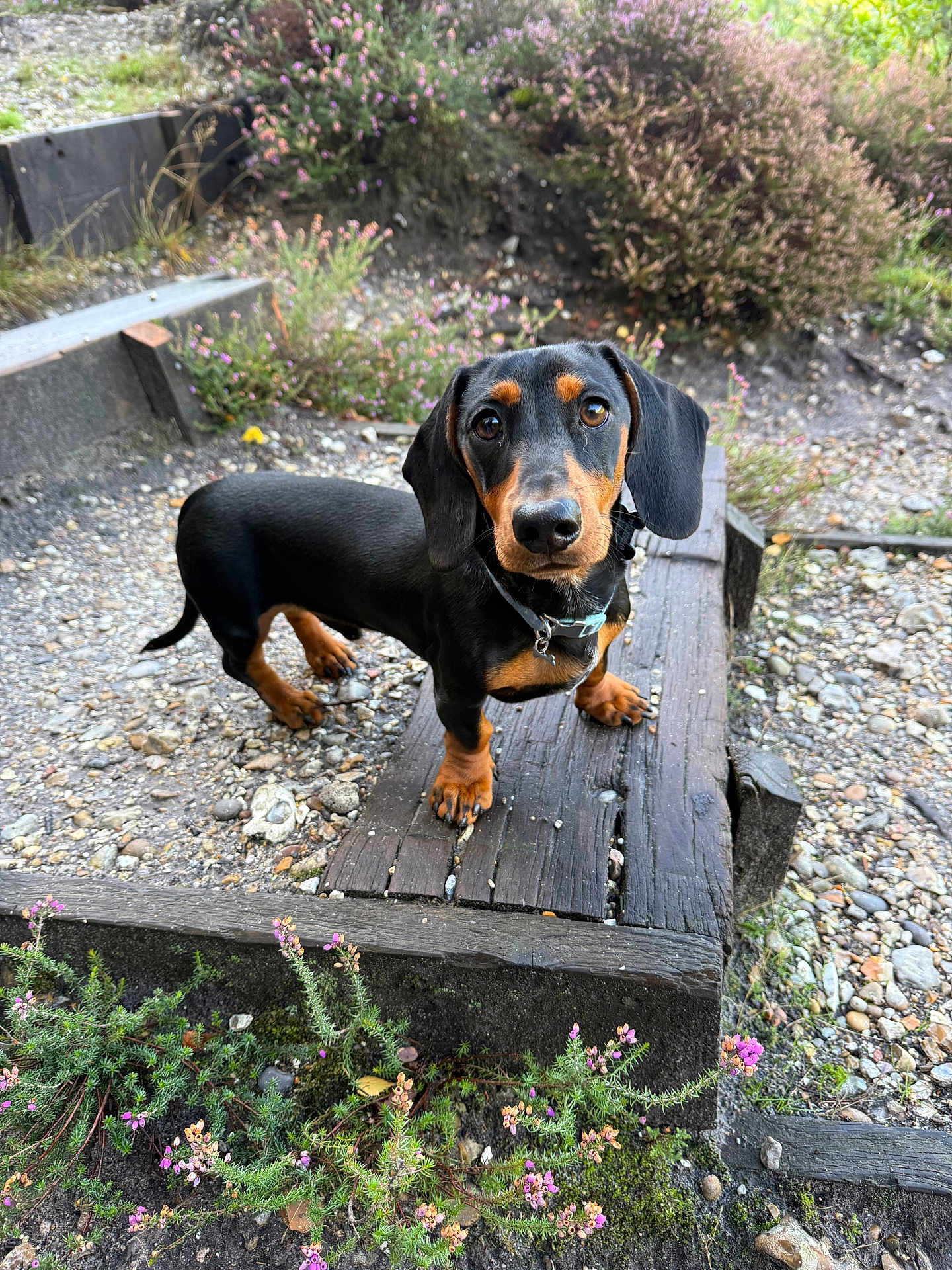 Frank joined the competition — help win amazing prizes! dog, dachshund, puppy, outdoor, wood, gravel, plants, flowers, nature, pet, animal, curious, black_and_tan, small_dog, collar, close_up, young_dog, looking_up, garden, sunlight