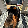 Frank joined the competition — help win amazing prizes! dog, black_and_brown, close_up, nose, curious, indoor, rug, patterned_rug, glass_door, sunlight, backyard, wooden_deck, fence, garden, outdoor, shadow, pet, animal, canine, home