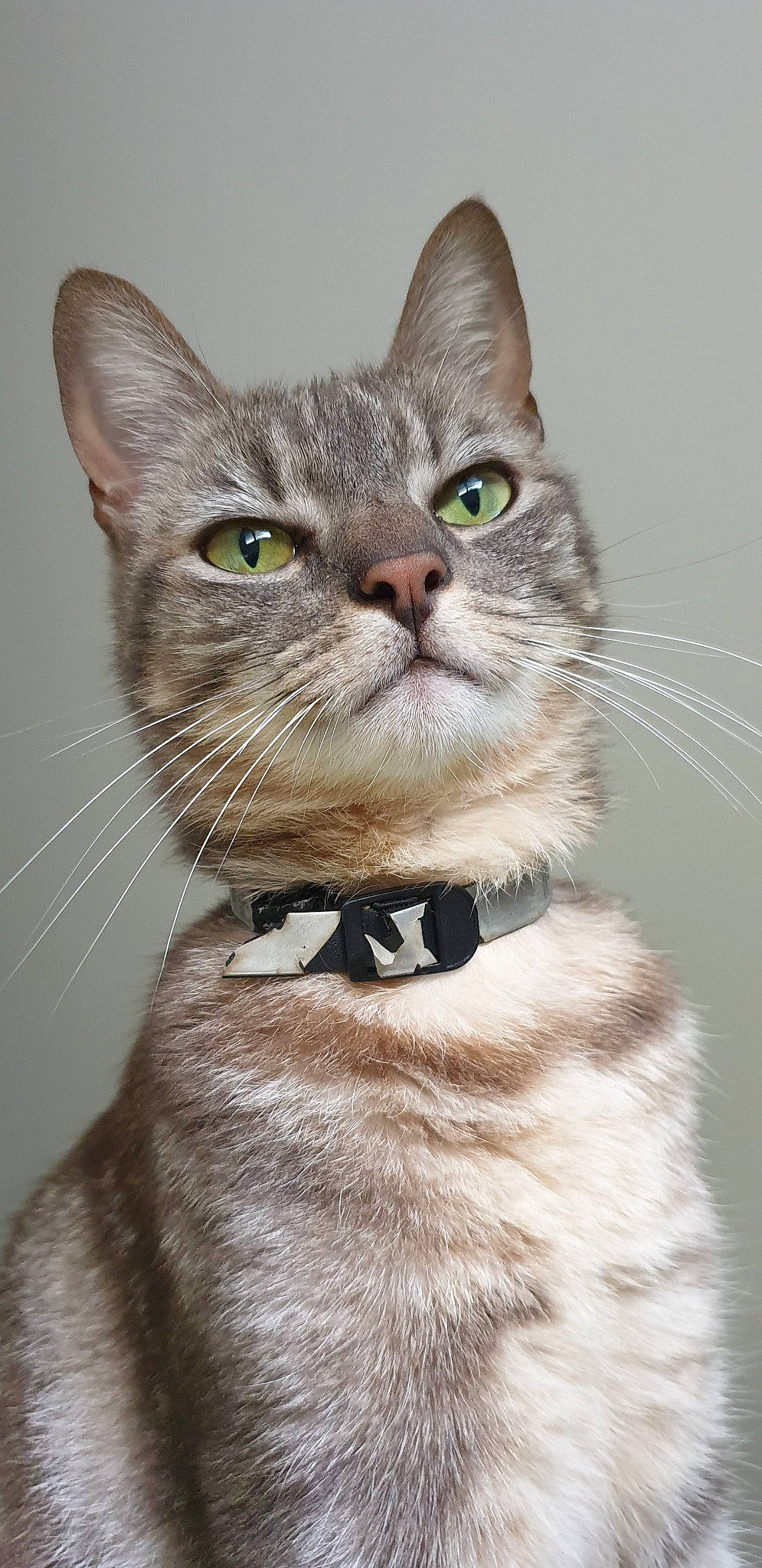 Loupio participe au concours pour gagner de l'argent avec cette photo : aegean_cat, american_shorthair, american_wirehair, asian, australian_mist, british_semi_longhair, carnivore, cat, domestic_short_haired_cat, european_shorthair, felidae, kitten, mammal, small_to_medium_sized_cats, snout, tabby_cat, vertebrate, whiskers