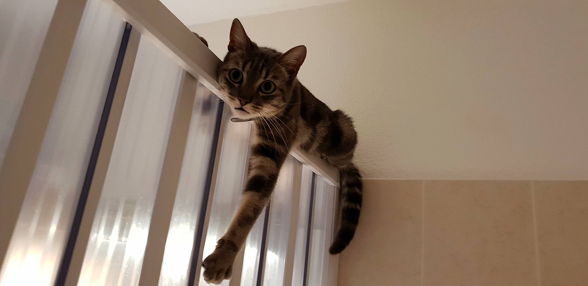 Loupio a rejoint le concours — aidez-le/la à gagner de superbes lots ! american_shorthair, american_wirehair, asian, carnivore, cat, domestic_short_haired_cat, dragon_li, european_shorthair, fawn, felidae, fur, kitten, mammal, polydactyl_cat, small_to_medium_sized_cats, sokoke, tabby_cat, tail, whiskers, window