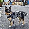 dog, leash, urban, street, mural, art, blue_eyes, black_white_tan, asphalt, plant, pallet, recycling, storefront, sidewalk, outdoor, pet, animal, painting, portrait, background