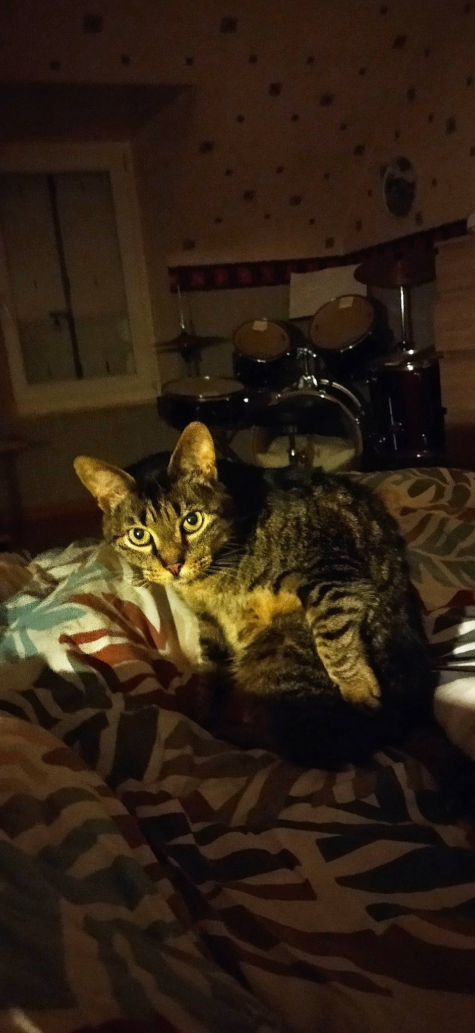 Momo participe au concours pour gagner de l'argent avec cette photo : bed, bedding, carnivore, cat, chair, comfort, couch, darkness, domestic_short_haired_cat, felidae, fur, linens, living_room, nap, night, room, small_to_medium_sized_cats, snout, tail, whiskers