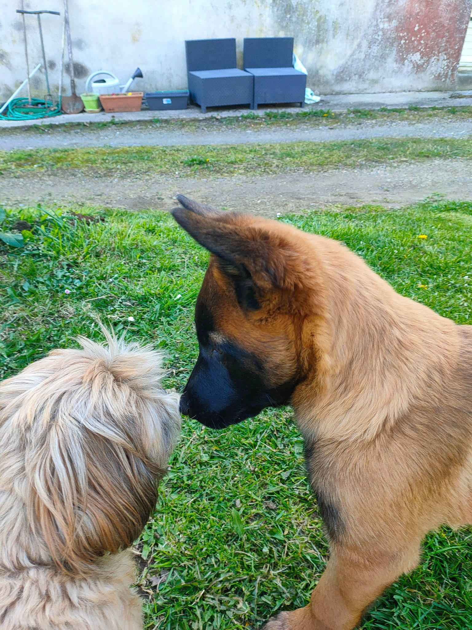 Gaya a rejoint le concours — aidez-le/la à gagner de superbes lots ! canidae, carnivore, collar, companion_dog, dog, dog_breed, fawn, fountain, german_shepherd_dog, grass, green, herding_dog, liver, old_german_shepherd_dog, plant, snout, sporting_group, tail, water, working_animal