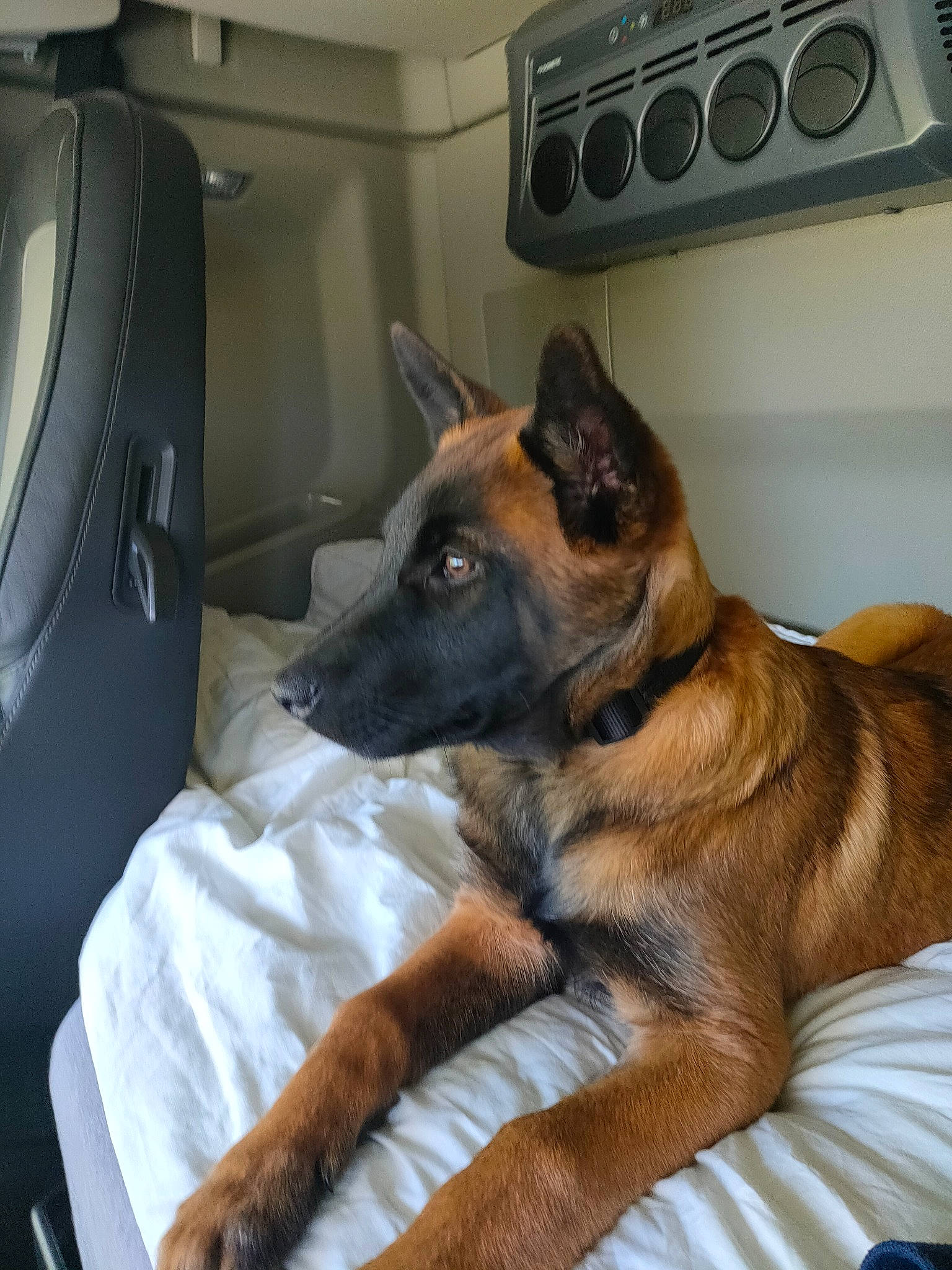 Sulky participe au concours pour gagner de l'argent avec cette photo : audio_equipment, car_seat, car_seat_cover, carnivore, comfort, companion_dog, dog, dog_breed, east_european_shepherd, german_shepherd_dog, guard_dog, head_restraint, herding_dog, king_shepherd, law_enforcement, old_german_shepherd_dog, personal_luxury_car, sporting_group, vehicle_door, working_dog