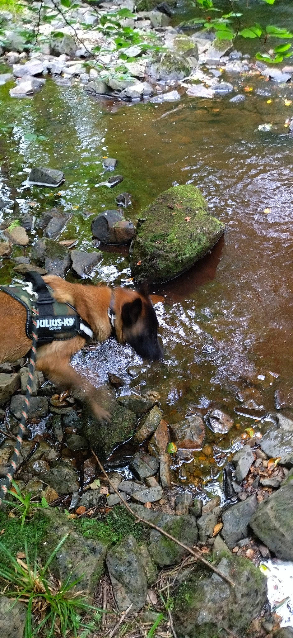 Sulky a rejoint le concours — aidez-le/la à gagner de superbes lots ! arroyo, bedrock, carnivore, creek, dog, dog_breed, fawn, fluvial_landforms_of_streams, grass, groundcover, lake, plant, riparian_zone, sporting_group, spring, stream, tree, water, watercourse, working_animal