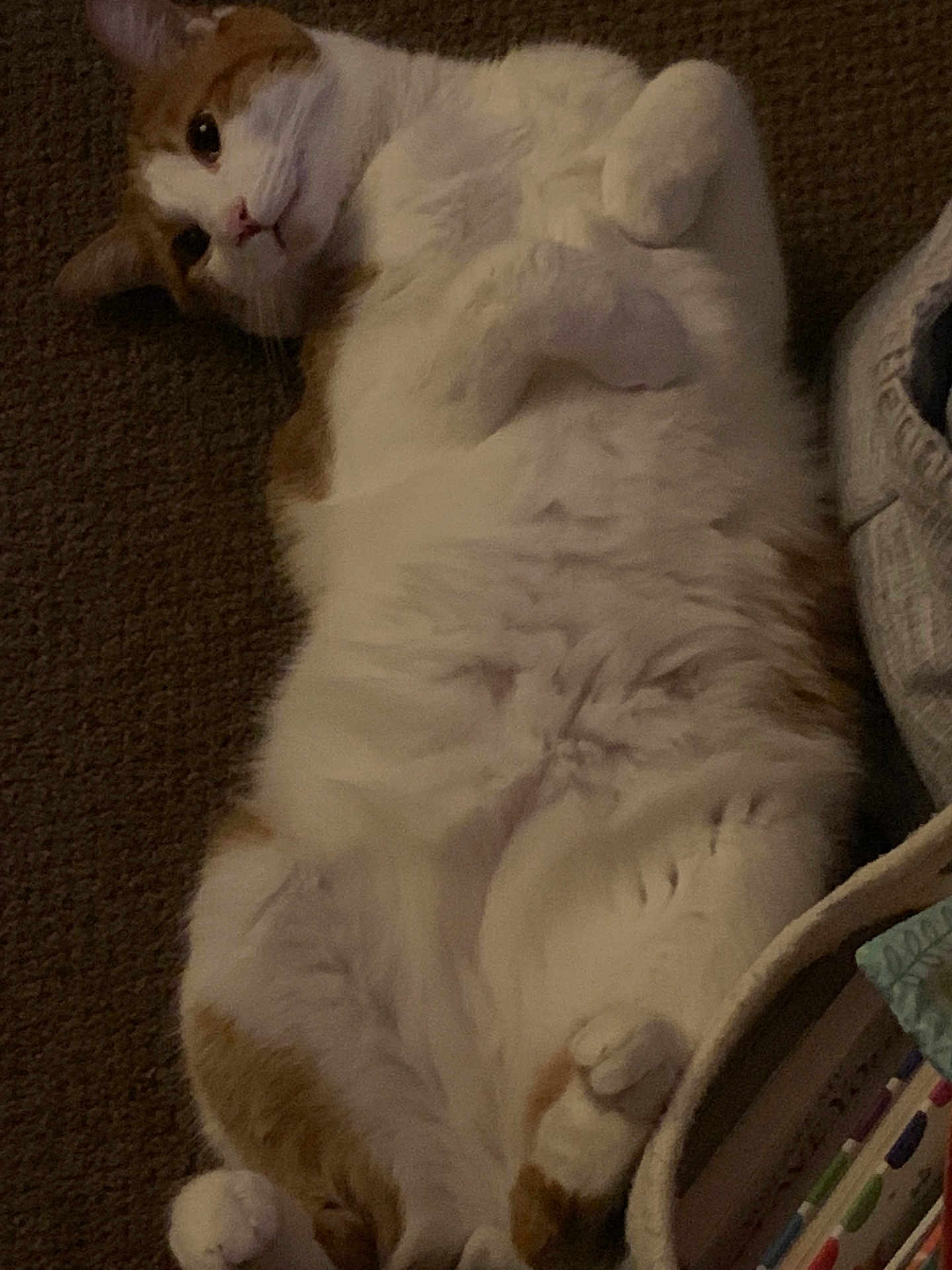 Gingee is registered to the contest to win money with this photo: cat, orange_and_white, lying_down, carpet, paws, relaxed, pet, indoor, cozy, feline, fur, basket, home, curious, cute, animal, whiskers, soft_lighting, resting, domestic