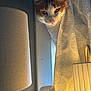 cat, curious, indoor, lamp, lamp_shade, curtain, patterned_curtain, light, warm_light, peeking, wall, textured_wall, window_frame, pet, animal, whiskers, ears, feline, cozy, home