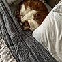 Gingee is registered to the contest to win money with this photo: cat, bed, blanket, comfort, cozy, curled_up, domestic_animal, feline, fur, ginger_cat, indoor, nap, pet, resting, sleeping, striped, white, warm, whiskers, cute