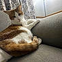 Gingee joined the competition — help win amazing prizes! cat, orange_and_white, couch, indoor, relaxed, fluffy, curtains, home, pet, furniture, cozy, animal, resting, looking_back, soft_lighting, textured_fabric, tail, paw, whiskers, domestic_cat