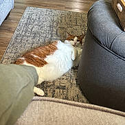 Gingee is registered to the contest to win money with this photo: cat, orange_and_white, lying_down, rug, floor, wooden_floor, ottoman, gray_furniture, living_room, curious, pet, indoor, cozy, furniture, home, relaxed, animal, whiskers, ears, paws