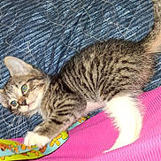 Mia joined the competition — help win amazing prizes! kitten, tabby, cat, playful, indoor, fabric, colorful, blue, pink, striped, fur, paws, pet, animal, cute, young, whiskers, texture, closeup, lying