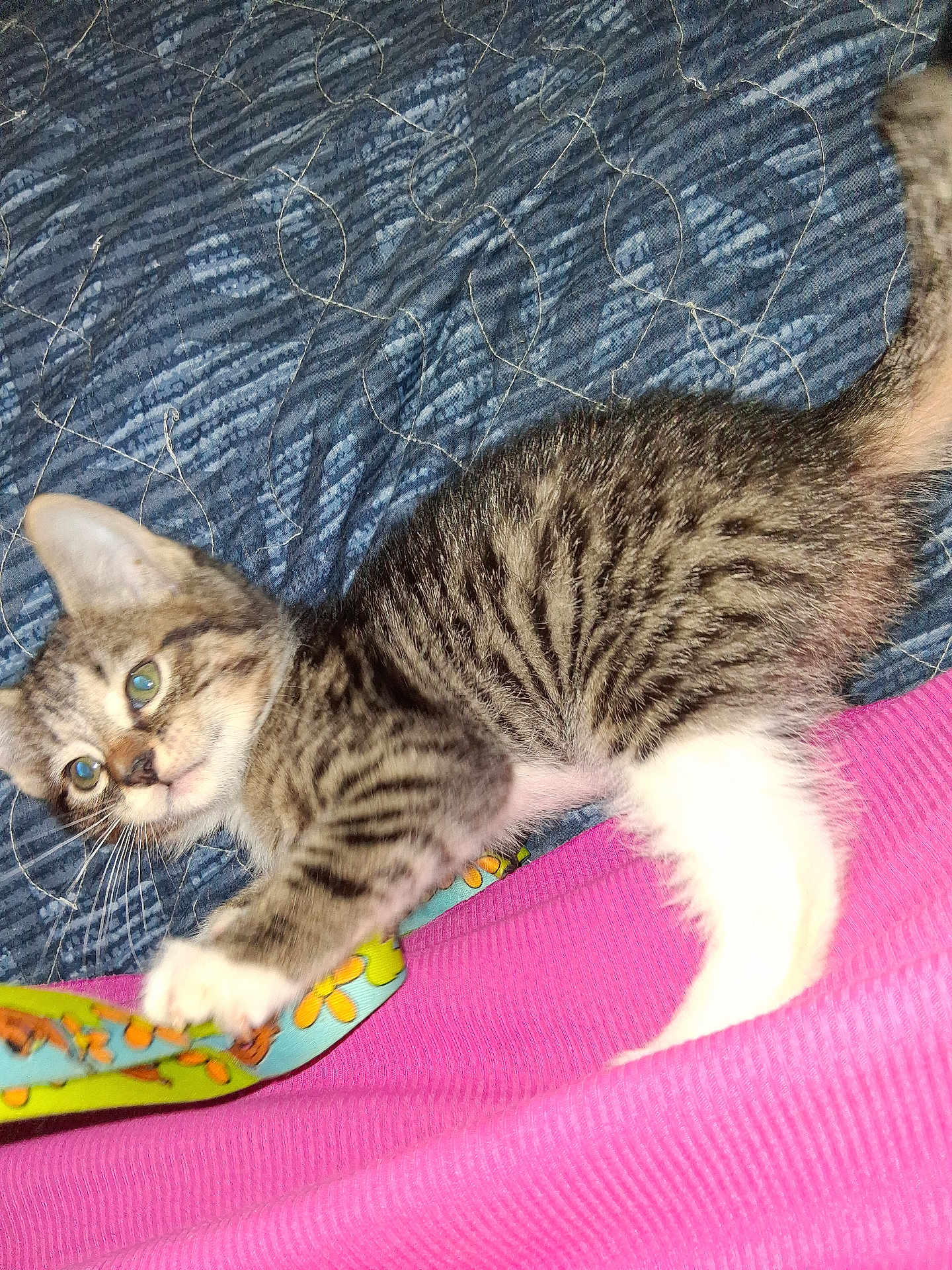 Mia joined the competition — help win amazing prizes! kitten, tabby, cat, playful, indoor, fabric, colorful, blue, pink, striped, fur, paws, pet, animal, cute, young, whiskers, texture, closeup, lying