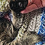 cat, paw, paw_pads, hand, human_hand, furry, close_up, knitted_blanket, texture, cozy, resting, striped_fur, tabby_cat, soft, animal, pet, warm, colorful, fingers, comfort