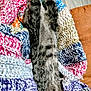 Remy is registered to the contest to win money with this photo: cat, tabby, knitted_blanket, striped, cozy, stretched_out, furry, colorful, texture, soft, sleeping, pet, indoor, resting, animal, comfort, fabric, warm, relaxed, home
