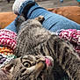 Remy joined the competition — help win amazing prizes! cat, kitten, tabby, tongue_out, knitted_blanket, colorful, jeans, socks, lap, indoor, floor, furniture, cozy, playful, pet, animal, relaxing, person, home, candid