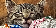 Remy joined the competition — help win amazing prizes! cat, kitten, tabby, sleeping, cozy, blanket, knitted, colorful, fur, ears, whiskers, cute, pet, resting, closeup, indoor, comfort, soft, nap, peaceful